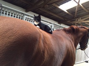 Die Katzen vom Ponyhof – Pferde sind so gemütlich und warm ;)
