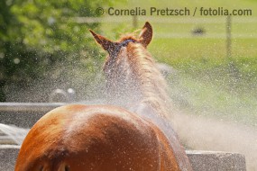 Pferde richtig abspritzen & waschen