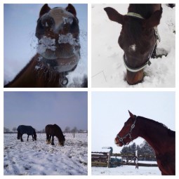 Impressions of Winter mit Pferden