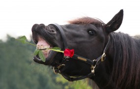 Zahnkrankheiten bei Pferden - EOTRH                      -------                    Kristallkraft informiert